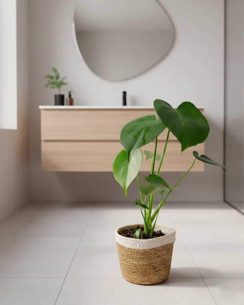 Monstera Deliciosa Con Cubremacetas Yute Natural - Pur Plant