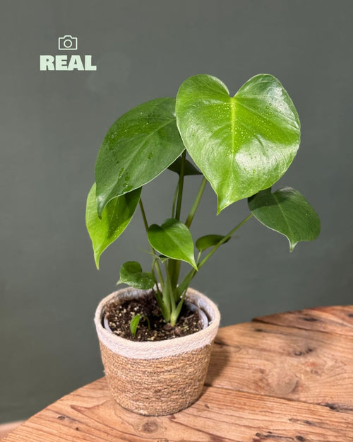 Monstera Deliciosa Con Cubremacetas Yute Natural - Pur Plant