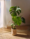 monstera-deliciosa-contexto_3