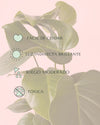 Monstera Deliciosa L - Pur Plant