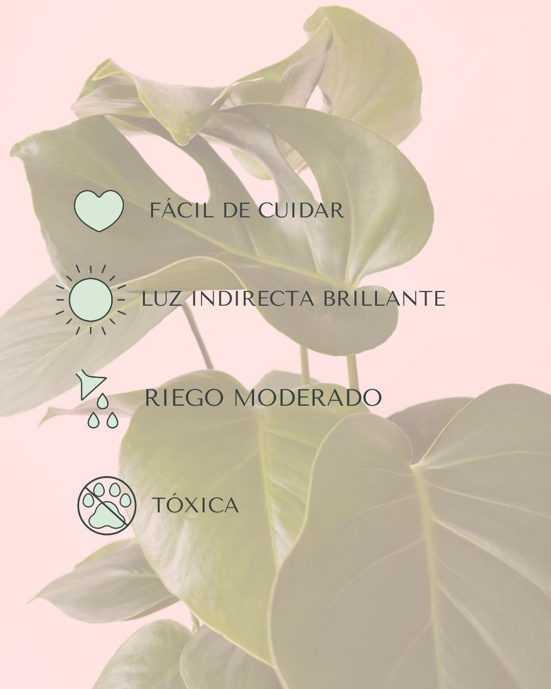 Monstera Deliciosa L - Pur Plant