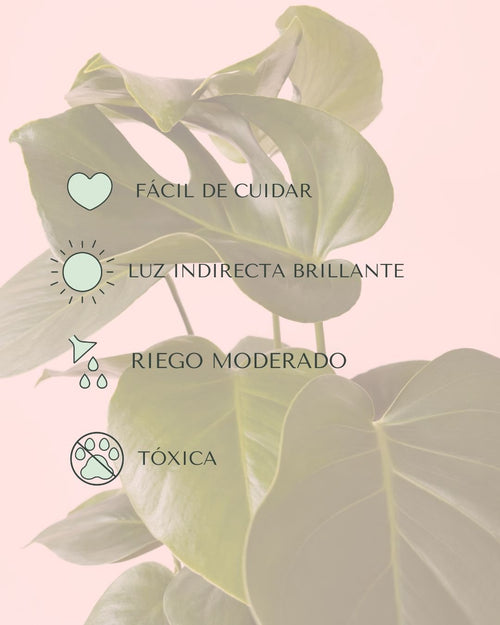 Monstera Deliciosa L - Pur Plant