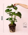 Monstera Deliciosa L - Pur Plant