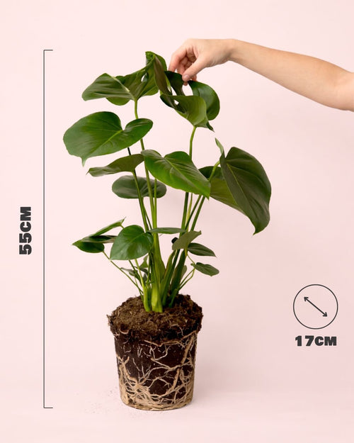 Monstera Deliciosa L - Pur Plant