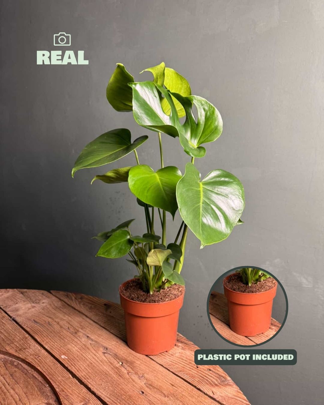 Monstera Deliciosa L - Pur Plant