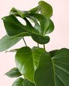 Monstera Deliciosa L - Pur Plant