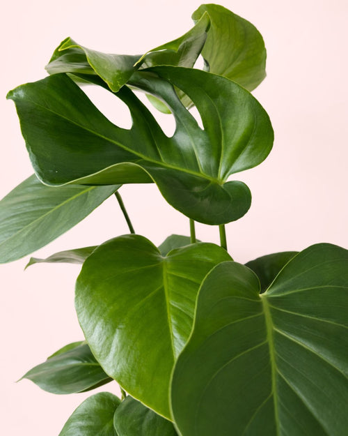 Monstera Deliciosa L - Pur Plant