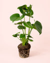 Monstera Deliciosa L - Pur Plant