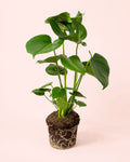 Monstera Deliciosa L