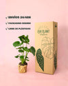 Monstera Deliciosa L - Pur Plant