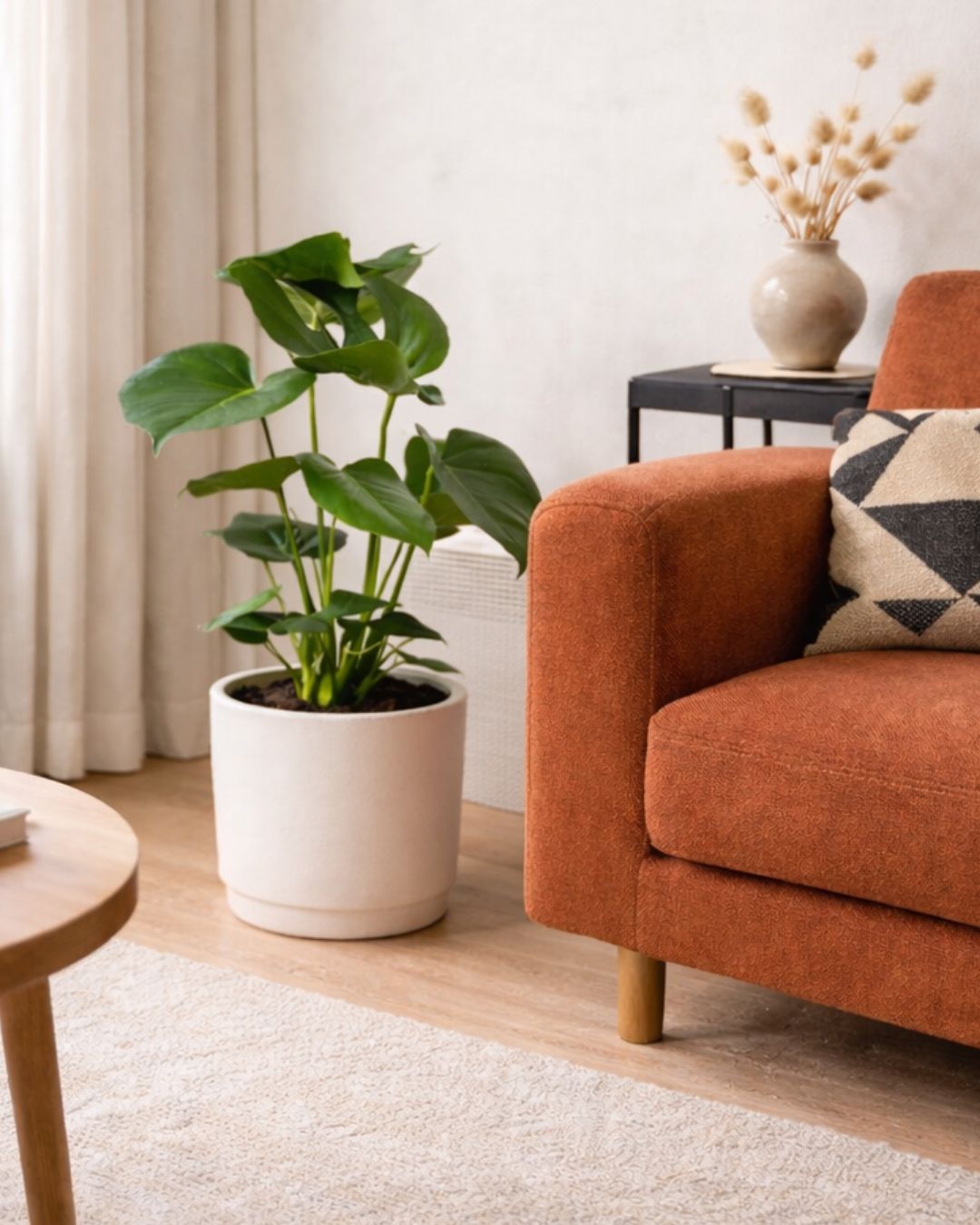 Monstera Deliciosa L - Pur Plant
