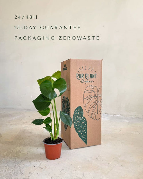 Monstera Deliciosa M - Pur Plant