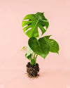 Monstera Deliciosa M - Pur Plant