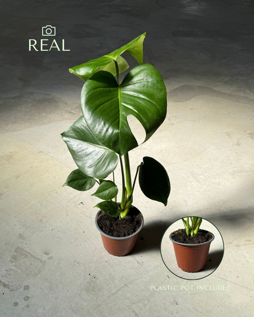 Monstera Deliciosa M - Pur Plant