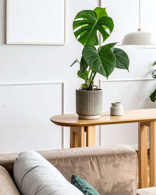 Monstera Deliciosa M - Pur Plant