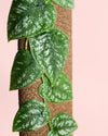 Monstera Dubia M - Pur Plant