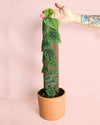 Monstera Dubia M - Pur Plant