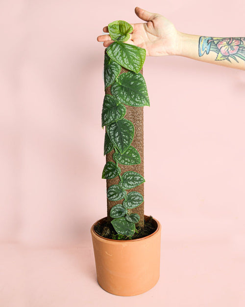 Monstera Dubia M - Pur Plant