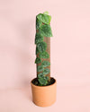 Monstera Dubia M - Pur Plant