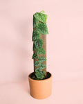 Monstera Dubia M