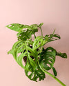 Monstera Esqueleto L - Pur Plant