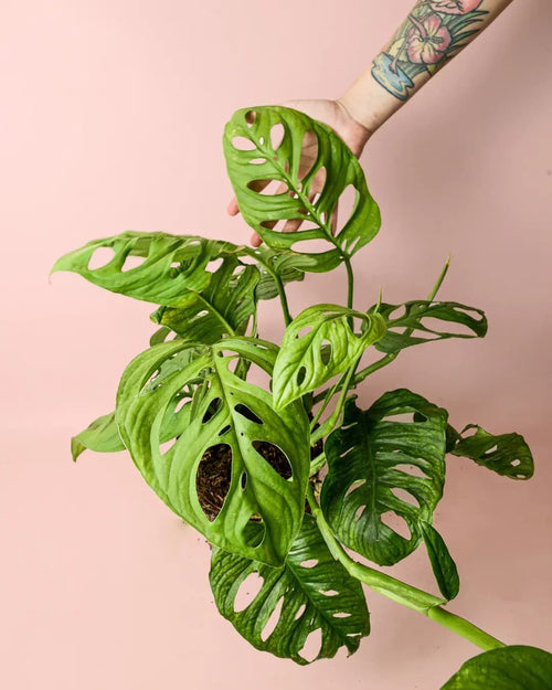Monstera Esqueleto L - Pur Plant