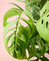 Monstera Esqueleto L - Pur Plant