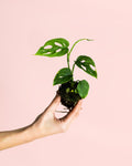 Monstera Esqueleto Mini