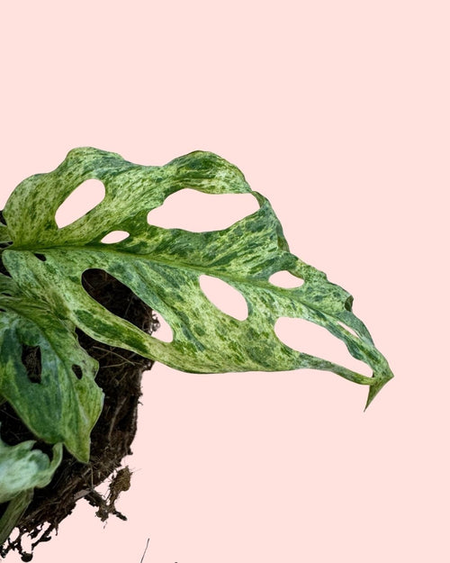 Monstera Frozen Freckles M - Pur Plant
