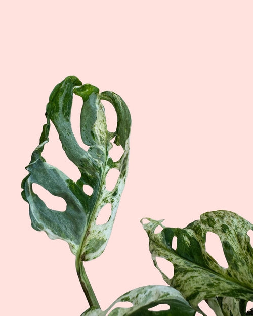 Monstera Frozen Freckles M - Pur Plant