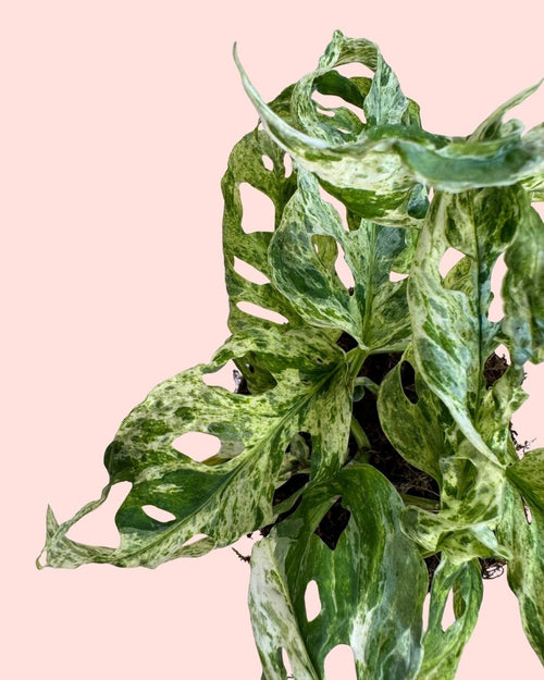 Monstera Frozen Freckles M - Pur Plant