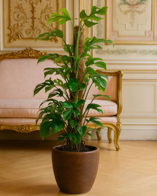 Monstera Minima L - Pur Plant