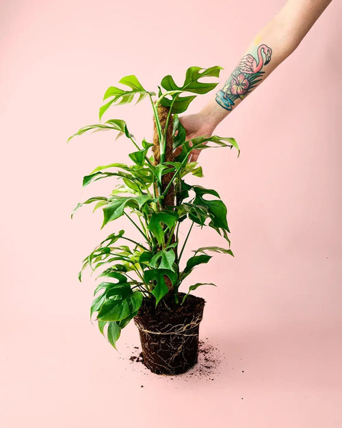 Monstera Minima L - Pur Plant