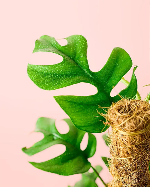 Monstera Minima L - Pur Plant