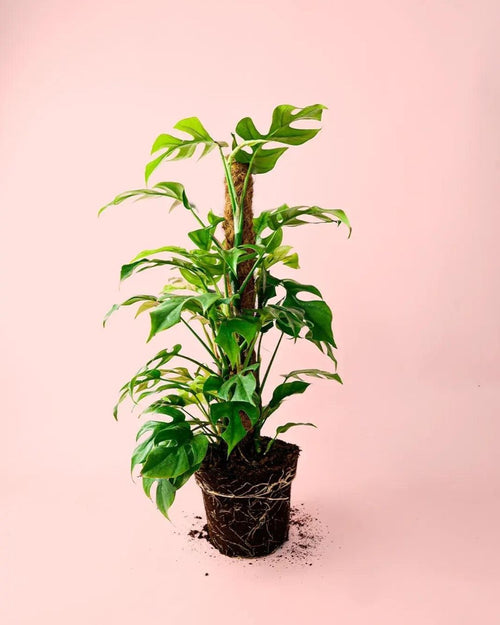 Monstera Minima L - Pur Plant