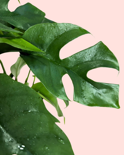 Monstera Minima M - Pur Plant