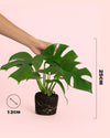 Monstera Minima M - Pur Plant