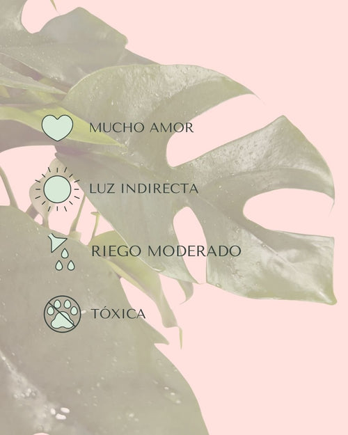 Monstera Minima M - Pur Plant