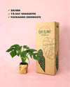 Monstera Minima M - Pur Plant