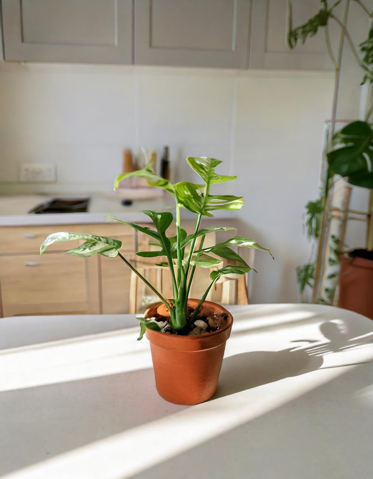 Monstera Minima Variegada M - Pur Plant