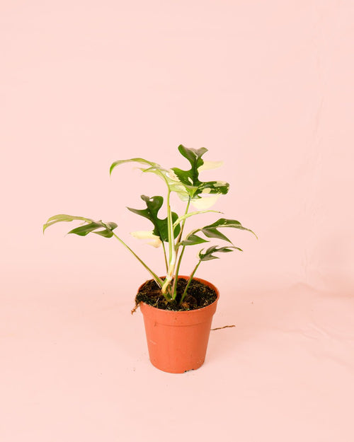 Monstera Minima Variegada M - Pur Plant