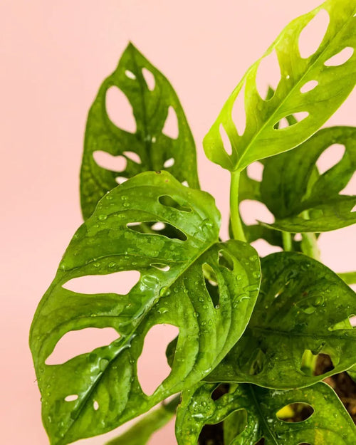 Monstera Monkey Adansonii M - Pur Plant