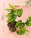 Monstera Monkey Adansonii M - Pur Plant