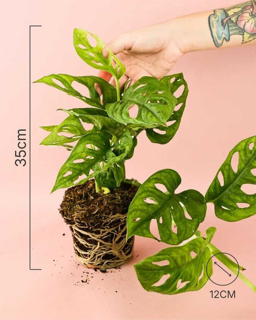 Monstera Monkey Adansonii M - Pur Plant
