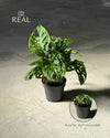 Monstera Monkey Adansonii M - Pur Plant