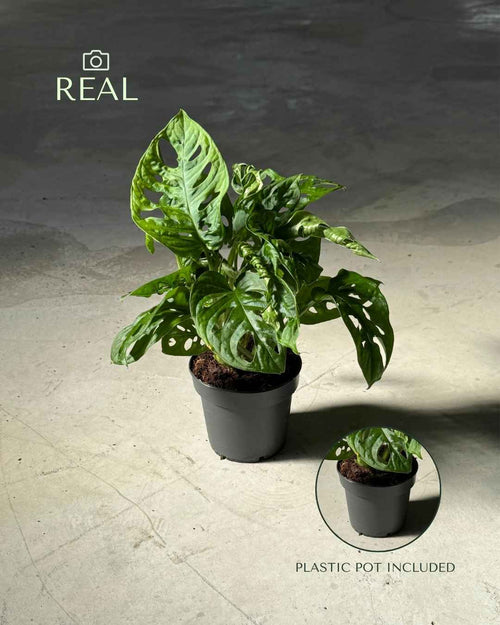 Monstera Monkey Adansonii M - Pur Plant