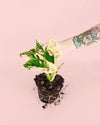 Monstera Monkey Variegada M - Pur Plant