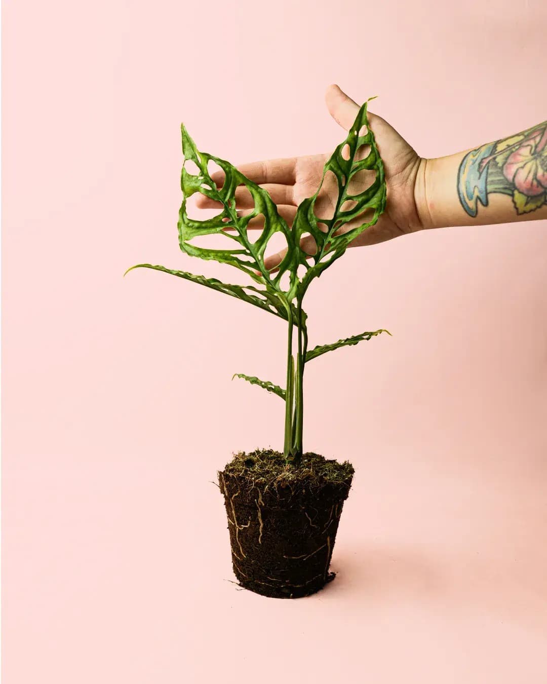 Monstera Obliqua de Perú M - Pur Plant