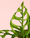 Monstera Obliqua de Perú M - Pur Plant