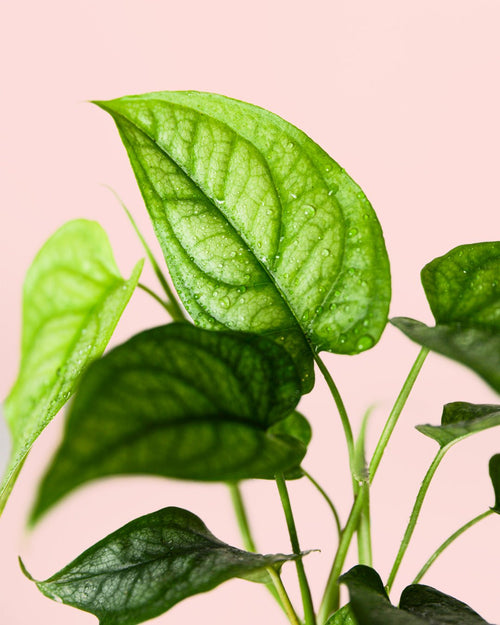Monstera Siltepecana Mini - Pur Plant